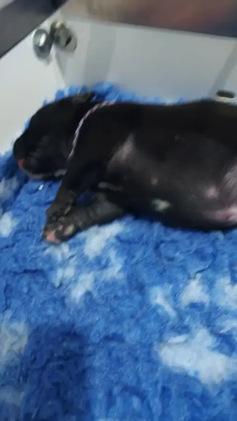 Staffordshire Bull Terrier  Chiot 3 Du Domaine O'Razz 140fd
