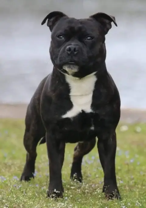 Staffordshire Bull Terrier photo 2