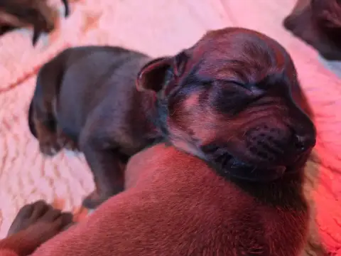Rhodesian Ridgeback  Petite Dernière Du Domaine De L' 8a751 photo 2