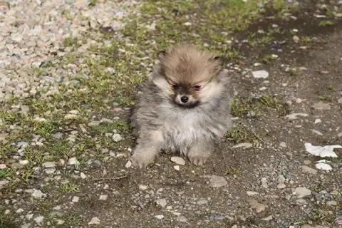Spitz Allemand  Batman Des Dragons Maya photo 3