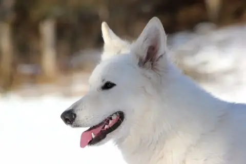 Berger Blanc Suisse photo 2