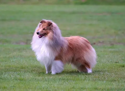 Shetland Sheepdog  Boudechou De La Vallée Des Noyeres 33e96 photo 2