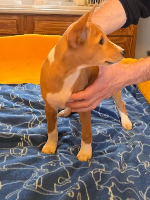 Basenji  Brody Calykora M'Ry photo 2