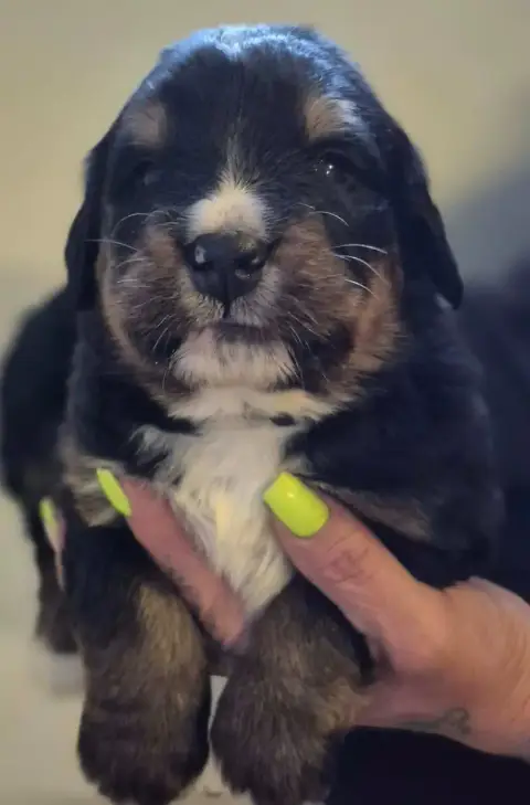 Bouvier Bernois  Chiot Noir De La Lumière D'Eden