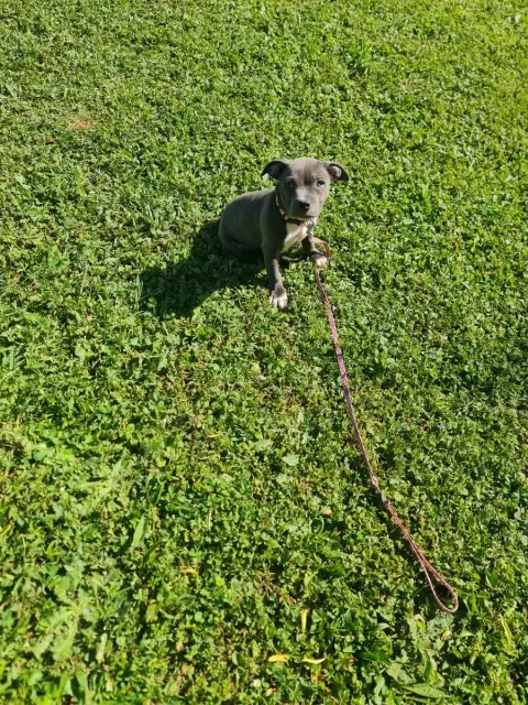Staffordshire Bull Terrier  Balha Du Domaine De La Fl a8474 photo 2