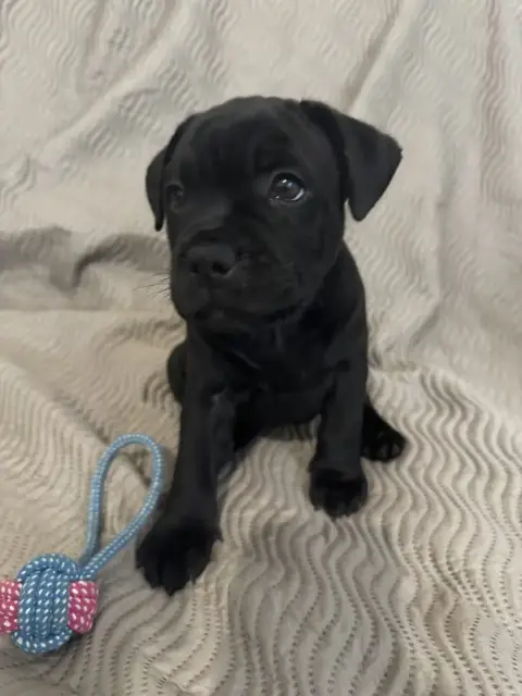 Staffordshire Bull Terrier  Broly Black Diamond