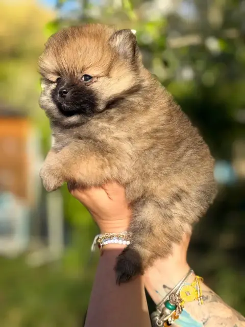 Spitz Allemand  Chiot N°5 Of The Dark Sea photo 2