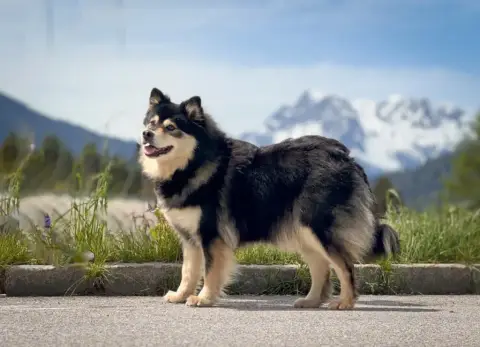 Chien Finnois De Laponie  Bambi De La Vallée Féérique aac6b photo 3