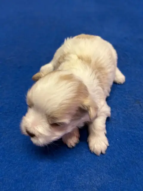 Bichon Havanais  Bidas Du Hameau De Roxane