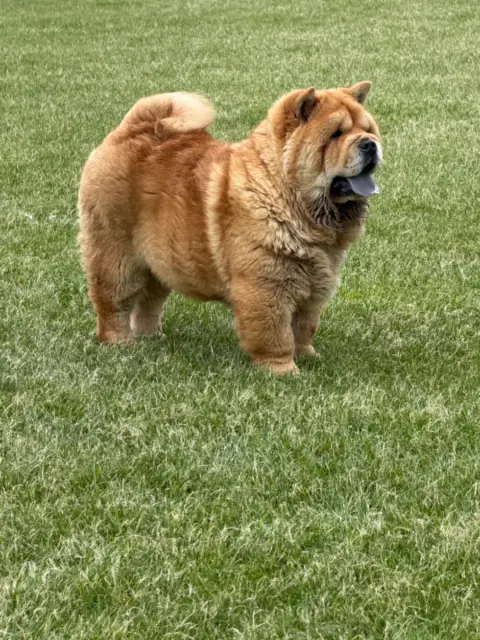 Chow Chow  Chiot 1 North Mans photo 3