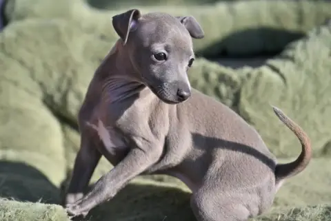 Petit Levrier Italien  Chiot N°3 Lux Elegantia