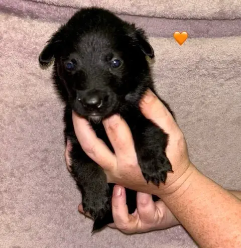 Berger Hollandais  Chiot Orange Du Domaine De Tanaris 49dd9 photo 2