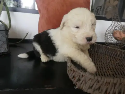 Bobtail  Chiot N°5 Of Mary People
