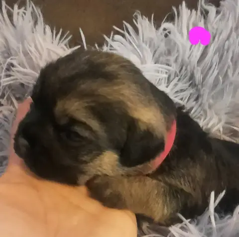 Border Terrier  Collier Rose Des Divines Capucines
