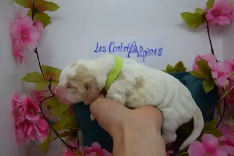 Basset Hound  Bagel Des Contrées Alpines