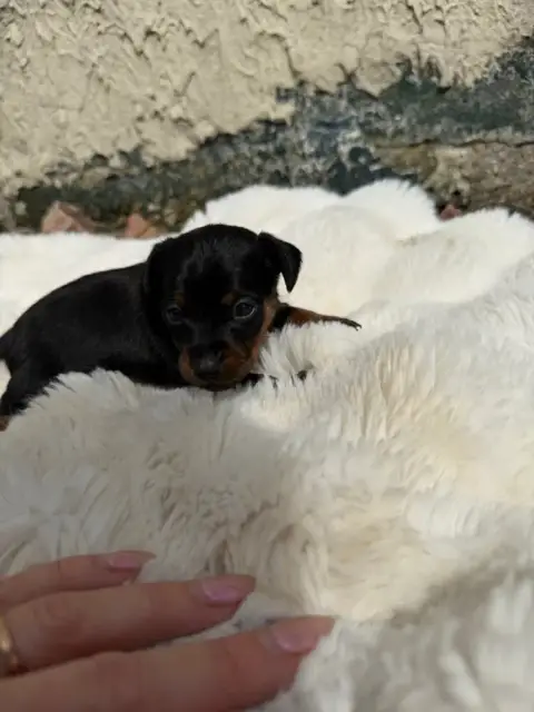 Pinscher Nain  Chiot N°3 photo 3