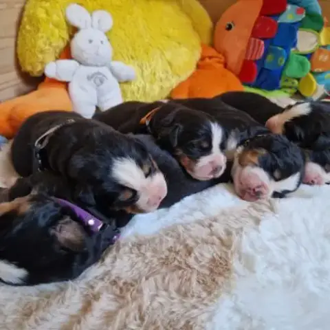 Chiots Bouviers Bernois Lof À Réserver