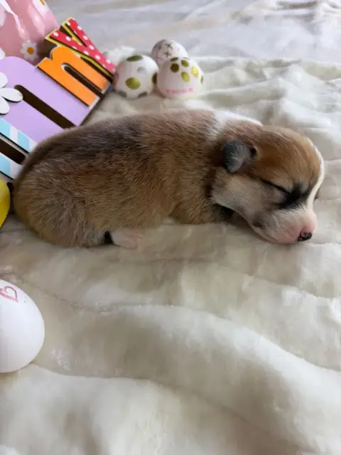 Welsh Corgi Pembroke photo 2