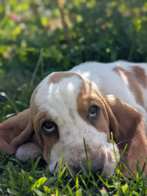 Basset Hound  Vert Des Terres Fleuries