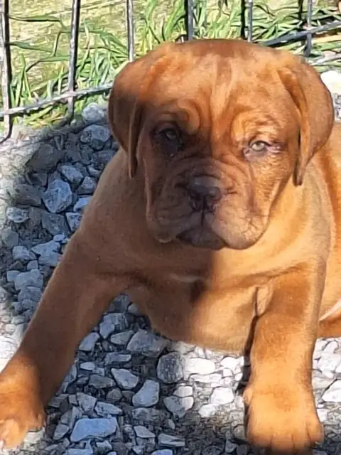 Dogue De Bordeaux  Best Of Holly'S Kingdom photo 3