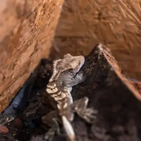 Gecko A Crete (Correlophus Ciliatus) Et Terrarium