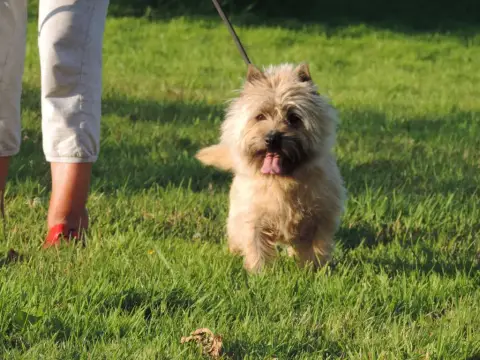 Cairn Terrier  Chiot 2 Des Cedres De Bourdane photo 2