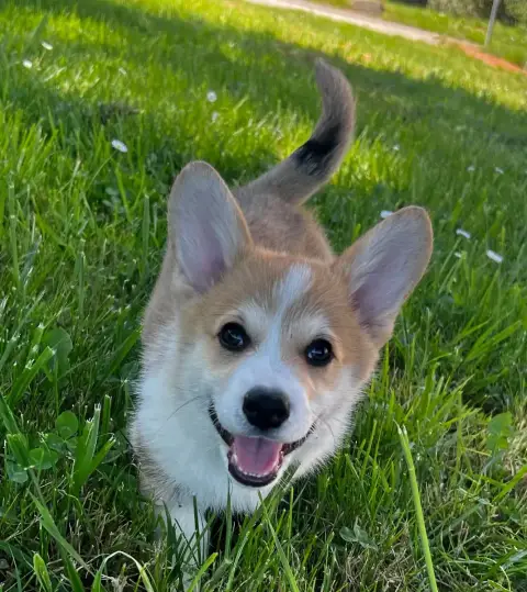 Welsh Corgi Pembroke  Bob Du Domaine Pierre Quinpierr 1dfe7