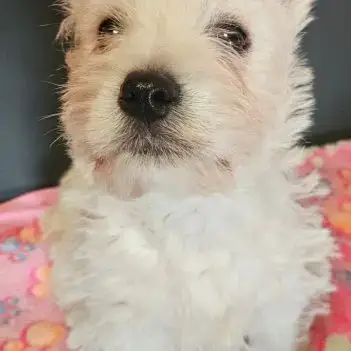 Magnifique Chiot Westie Mâle Non Lof