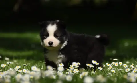 Chien Finnois De Laponie  Chiot N°5 Des Collines De S c4881