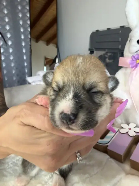 Welsh Corgi Pembroke  Mâle 5 De La Garde Divine