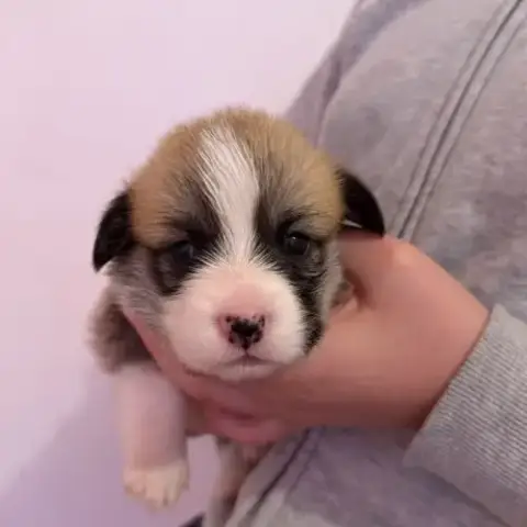 À Réserver Welsh Corgi Pembroke