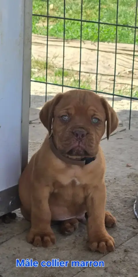 Dogue De Bordeaux  Bouba De L'Elite Royal Dog photo 2