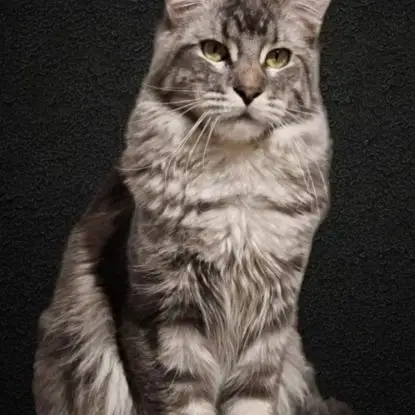 Mâle Maine Coon Loof