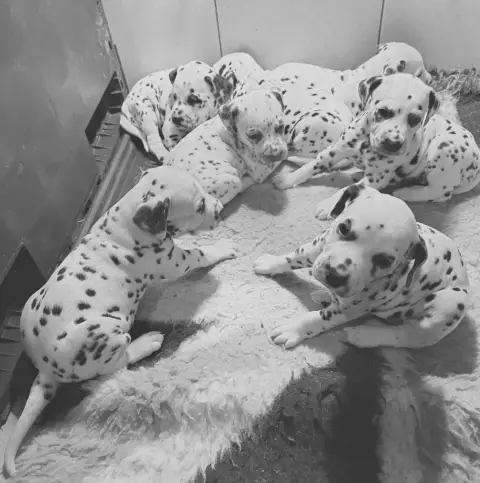 Dalmatien  Chiot 5 photo 3