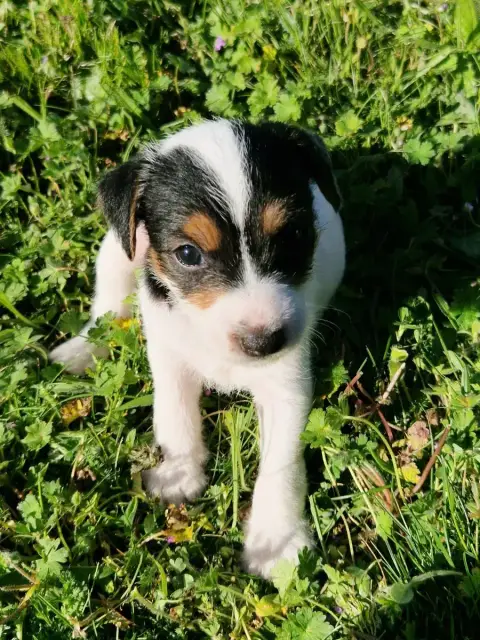 Parson Russell Terrier  B'Winona De La Tribu De Kitch 02ddc