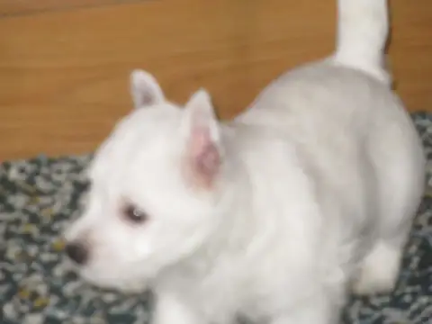 West Highland White Terrier  Barnabé Des O'Connelli f8aa5 photo 2
