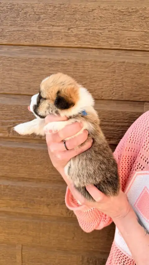 Welsh Corgi Pembroke  Chiot N°3 Des Anges D'Héra photo 2