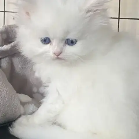 Chatons Persans Tout Blancs Disponibles