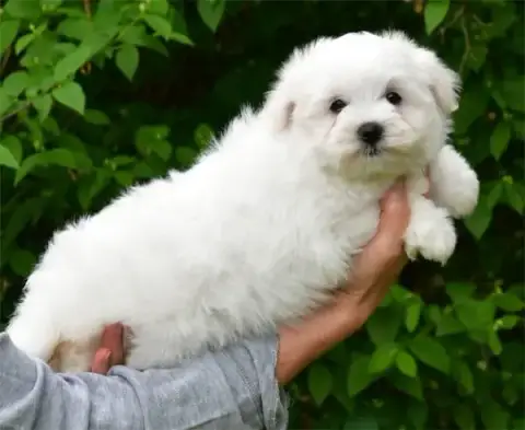 Coton De Tulear  Chiot N°2 De Dame Nature photo 2
