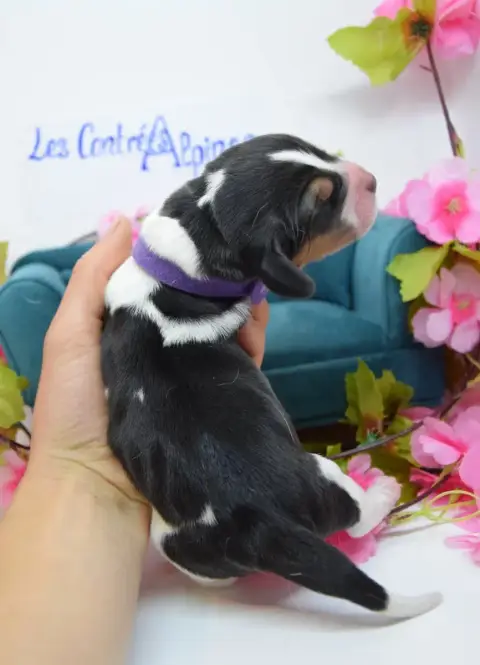 Basset Hound  Brownie Des Contrées Alpines photo 3