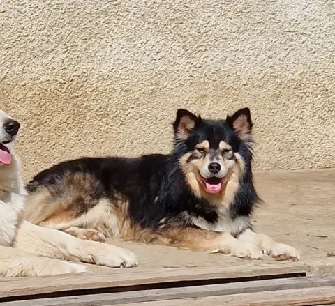 Chien Finnois De Laponie photo 3