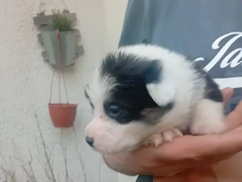 Welsh Corgi Pembroke  Chiot N°3 Du Regard De Bianca 00d41