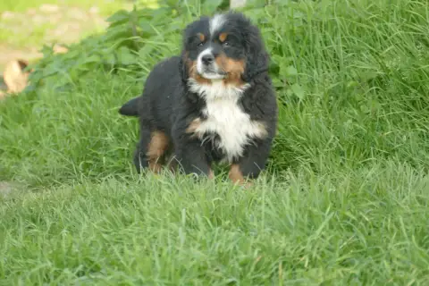Bouvier Bernois  Batman Des Terres De Pag photo 2
