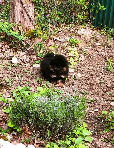 Spitz Allemand photo 3