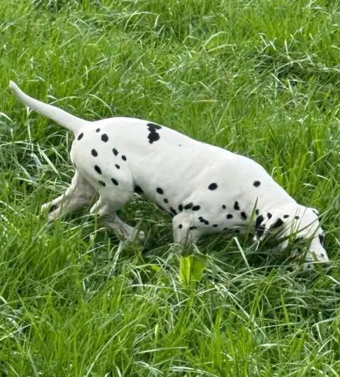 Dalmatien  Chiot 4 Valma'S Signature photo 2
