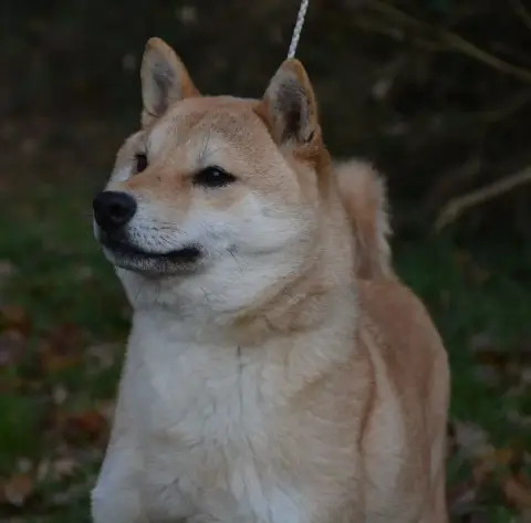 Shiba  Chiot N°2 De L'Orée Du Bois De La Raminerie photo 2
