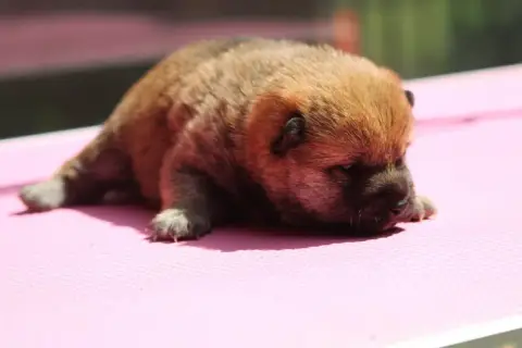Shiba  Chiot N°1 De L'Orée Du Bois De La Raminerie