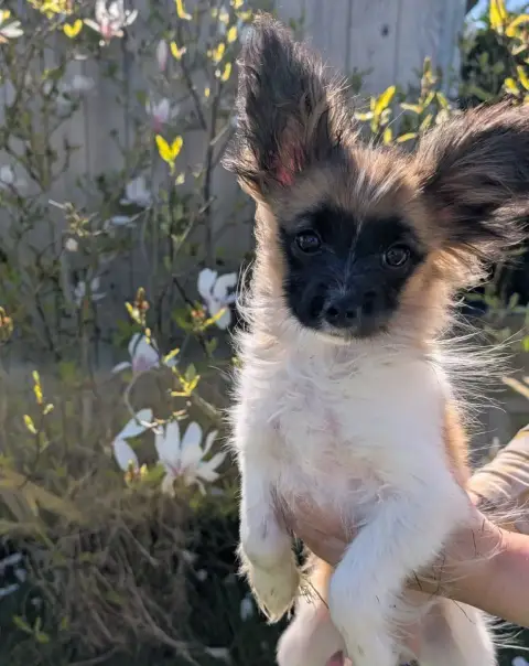 Epagneul Nain Continental (Papillon)  Chiot 5 Des Tro ebb4b