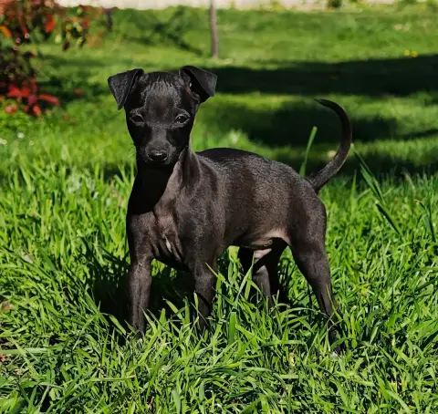 Petit Levrier Italien  Bello Mio Nino Des Petites Bou d992f photo 2