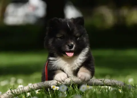 Chien Finnois De Laponie  Chiot N°10 Des Collines De  98060